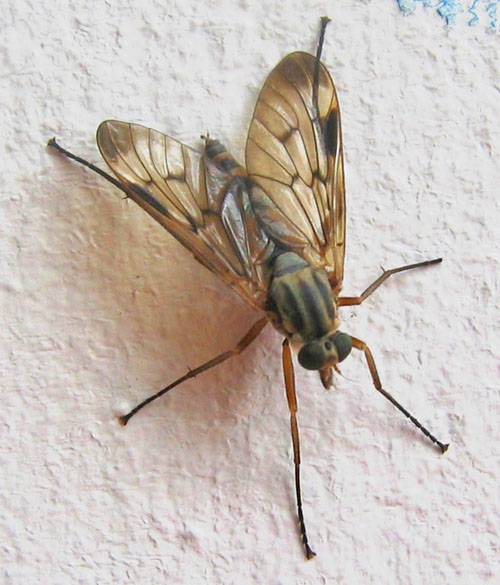 www.zog.org/blog/20040522_046b.jpg